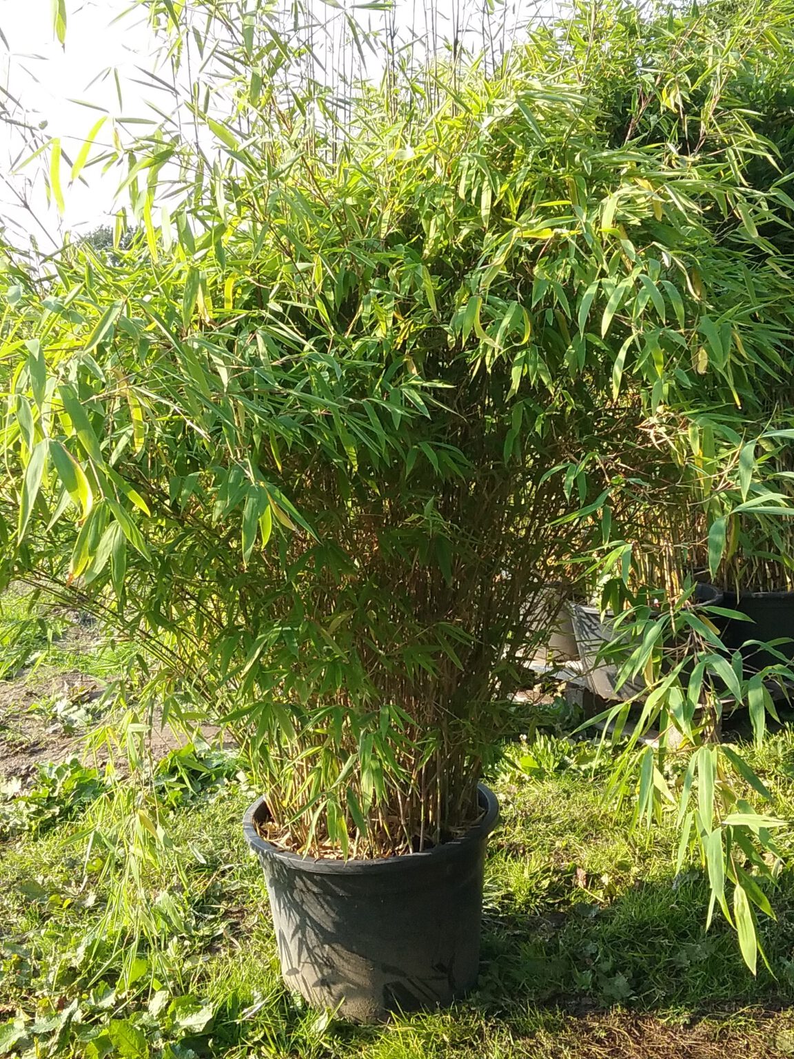 8 Stück Bambus Fargesia Super Jumbo ca. 160cm Hoch • BambusTimm.de