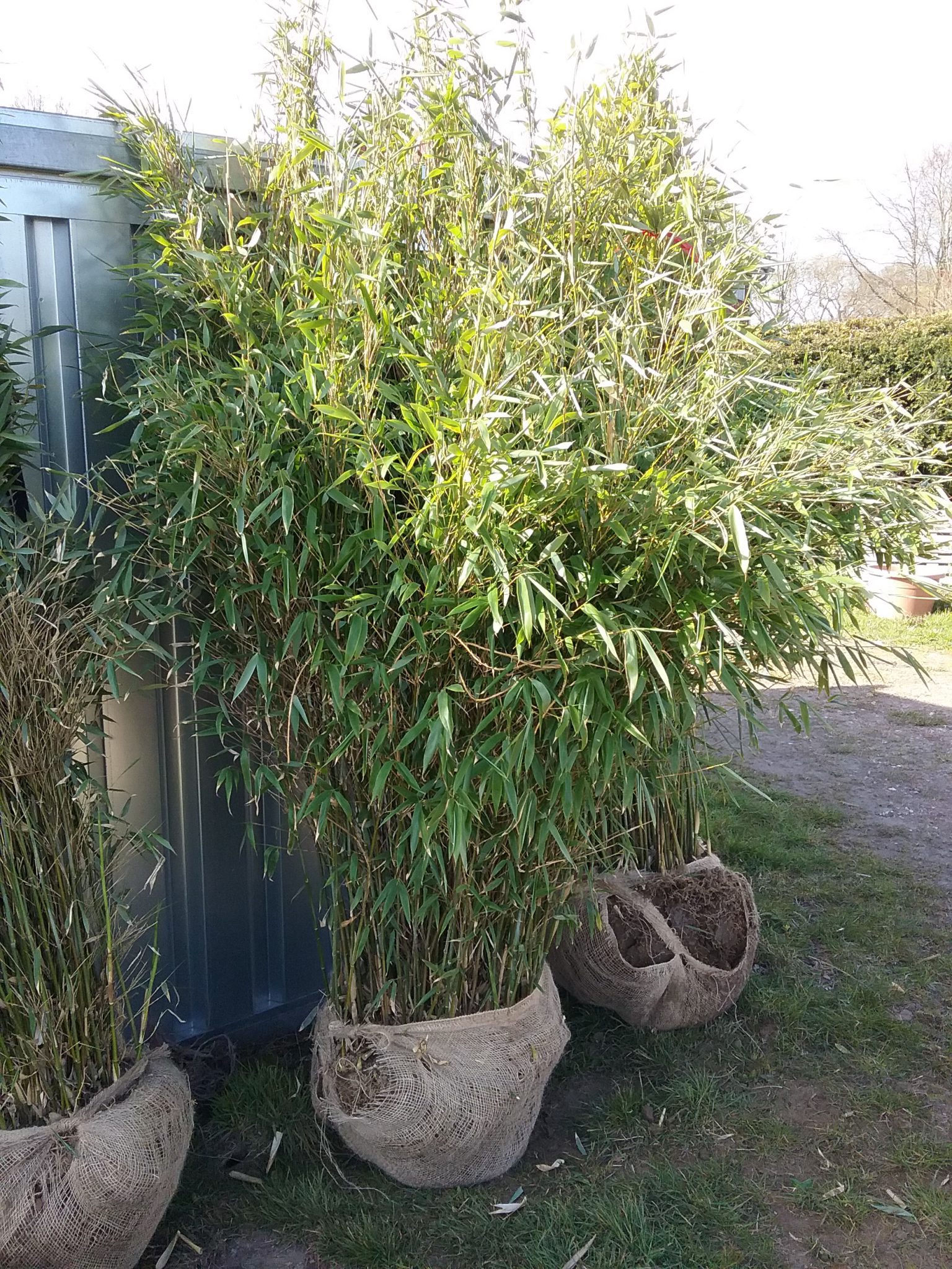 10 Bambus Fargesia Standing Stone 150 160cm Hoch buschig • BambusTimm.de